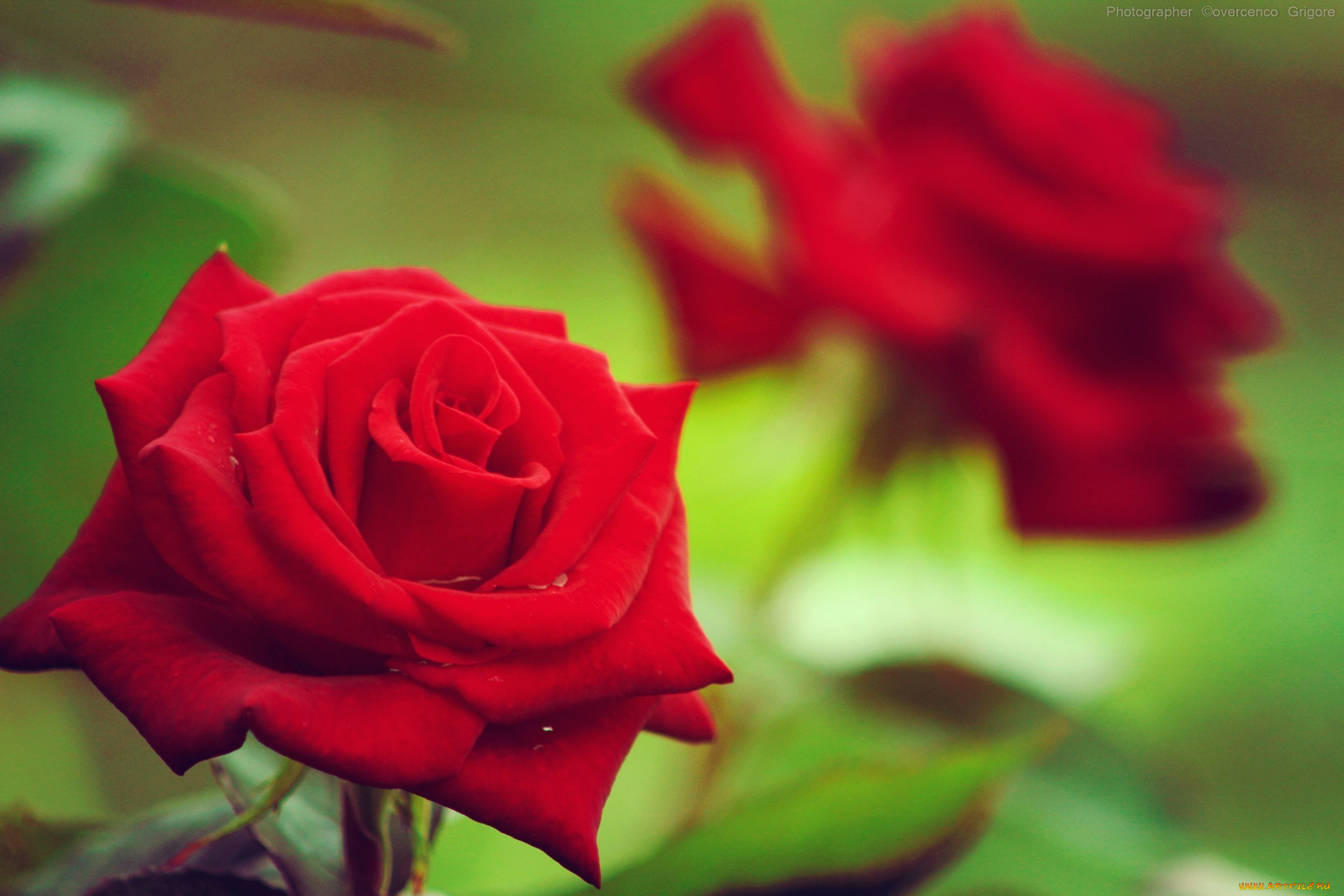 , , roses, , , sun, nature, flowers